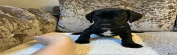 Mixed Breed dogs for sale: Cocker jacks - Advert 6