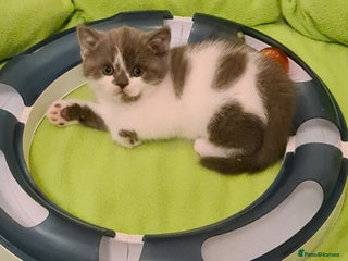 British Shorthair cats British ShortHair kittens GCCF - Advert 6