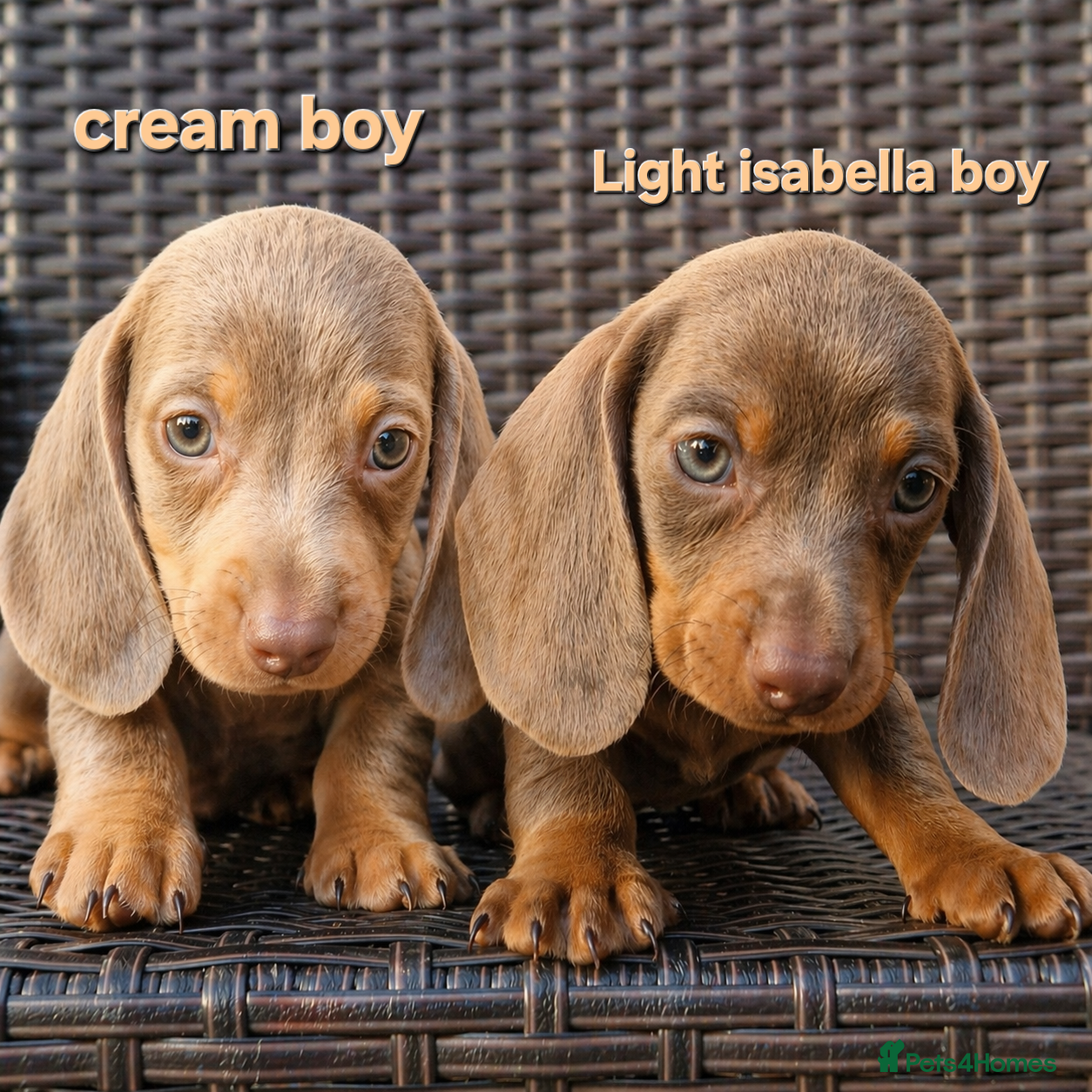Miniature Dachshund dogs ❤️Beautiful daschunds babys❤️ - Advert 2