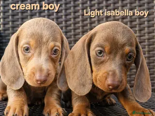 Miniature Dachshund dogs ❤️Beautiful daschunds babys❤️ - Advert 2