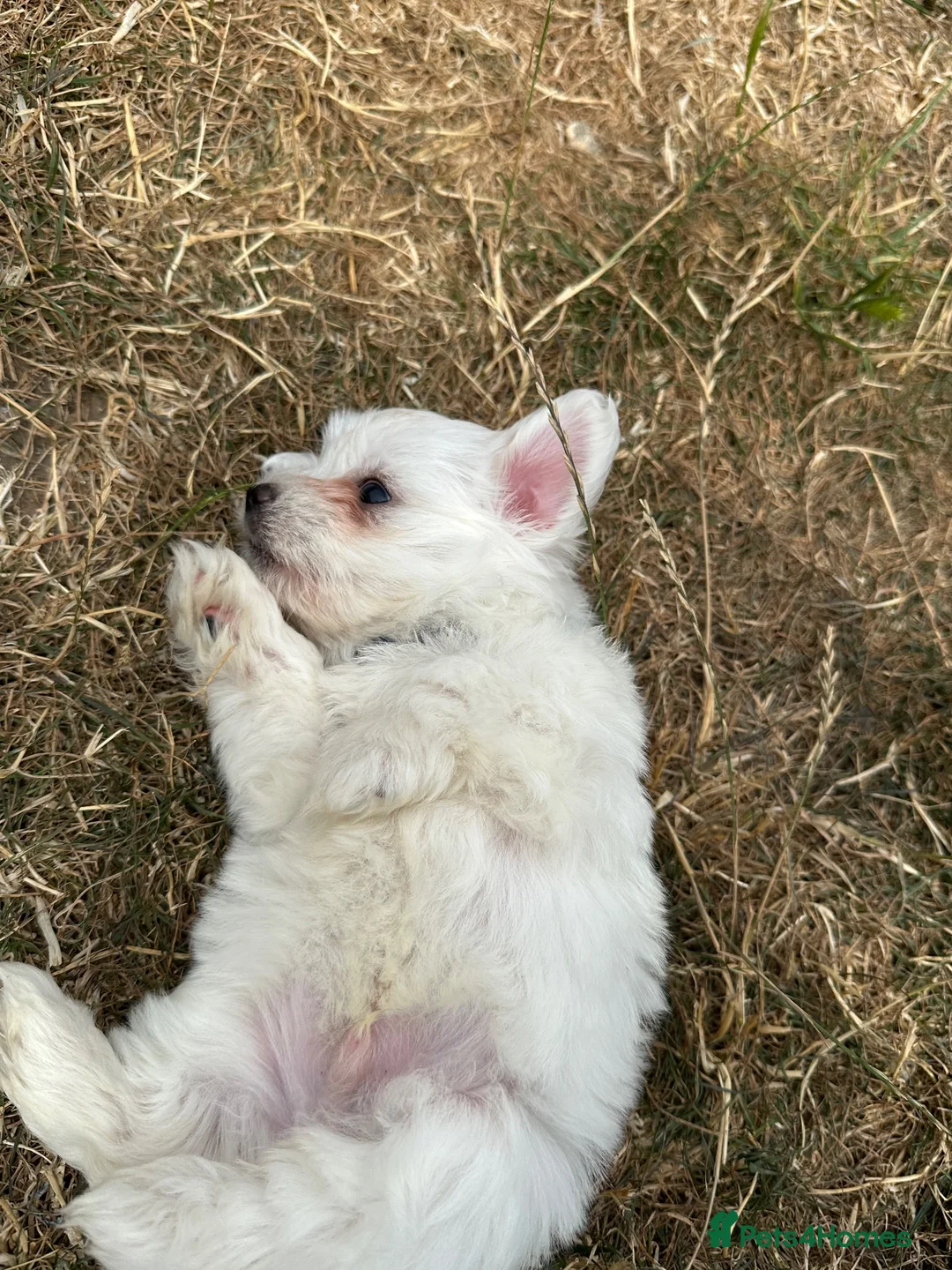 Maltese dogs for sale: Mini Maltese puppies for sale in Westgate-on-Sea - Advert 16