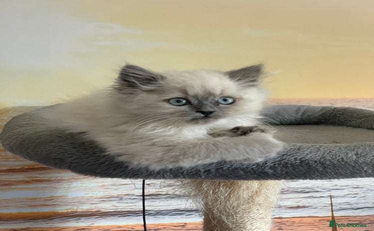 Selkirk Rex cats - Advert 1
