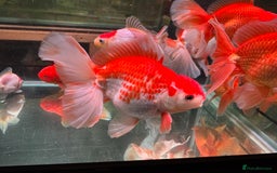 Fancy Goldfish fish for sale: Thai pleated goldfish - Image 7