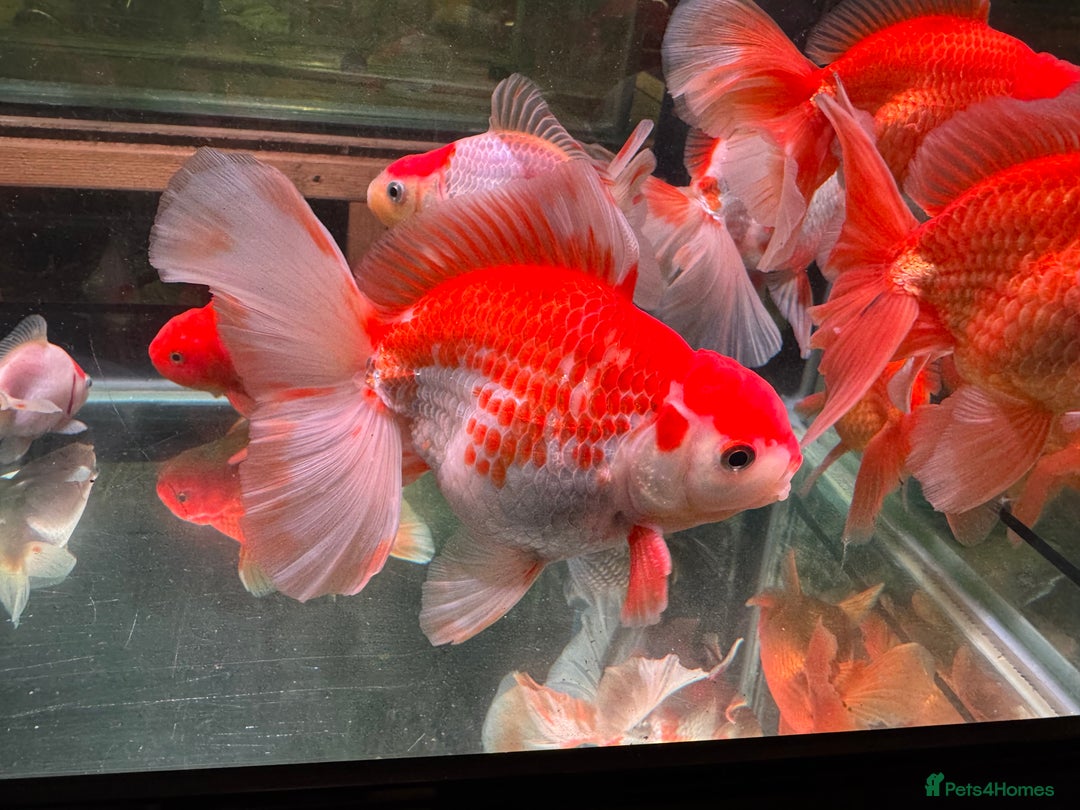 Fancy Goldfish fish for sale: Thai pleated goldfish - Image 7