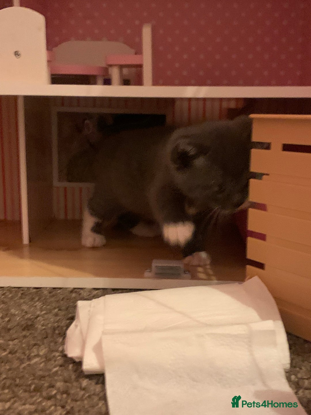 Mixed Breed cats for sale: Kittens  - Advert 18