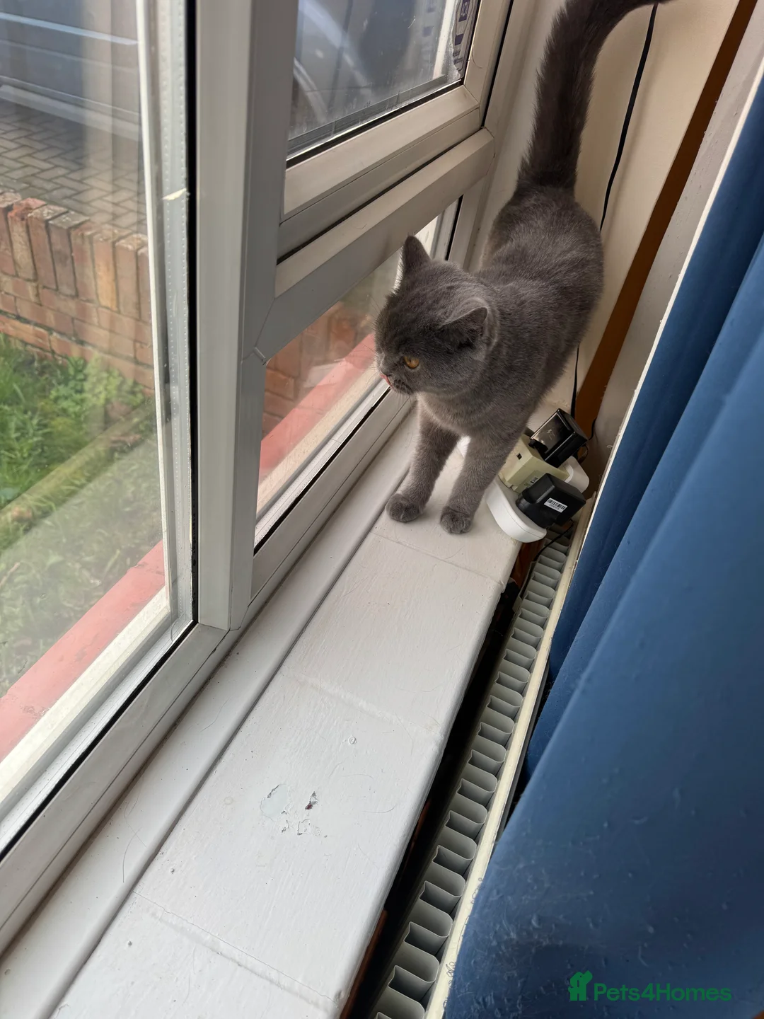 British Shorthair cats for sale: Female cat for sale - Advert 2