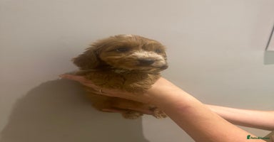 Cockapoo dogs - Advert 8