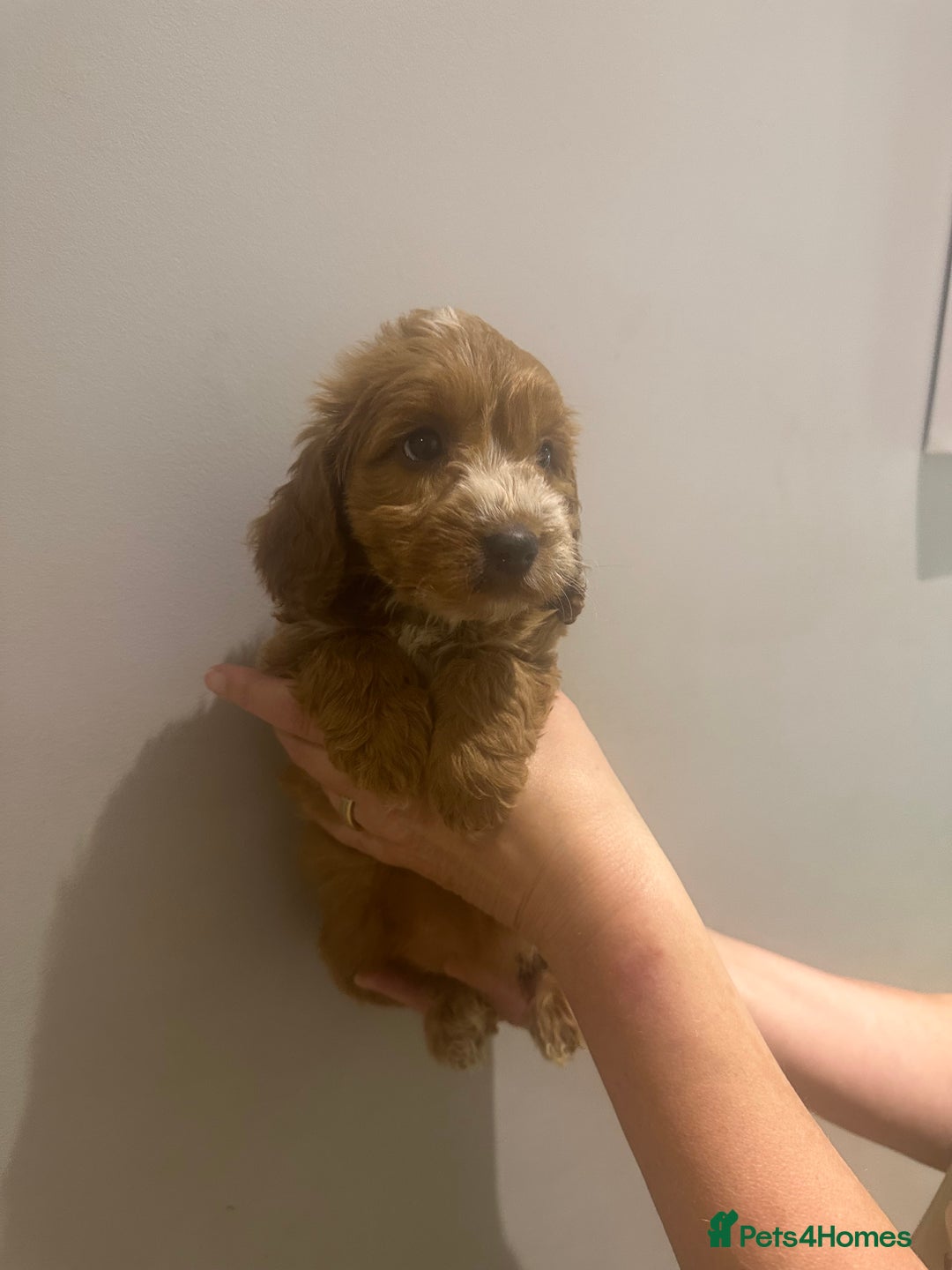 Cockapoo dogs for sale: F1 cockerpoos  - Image 1