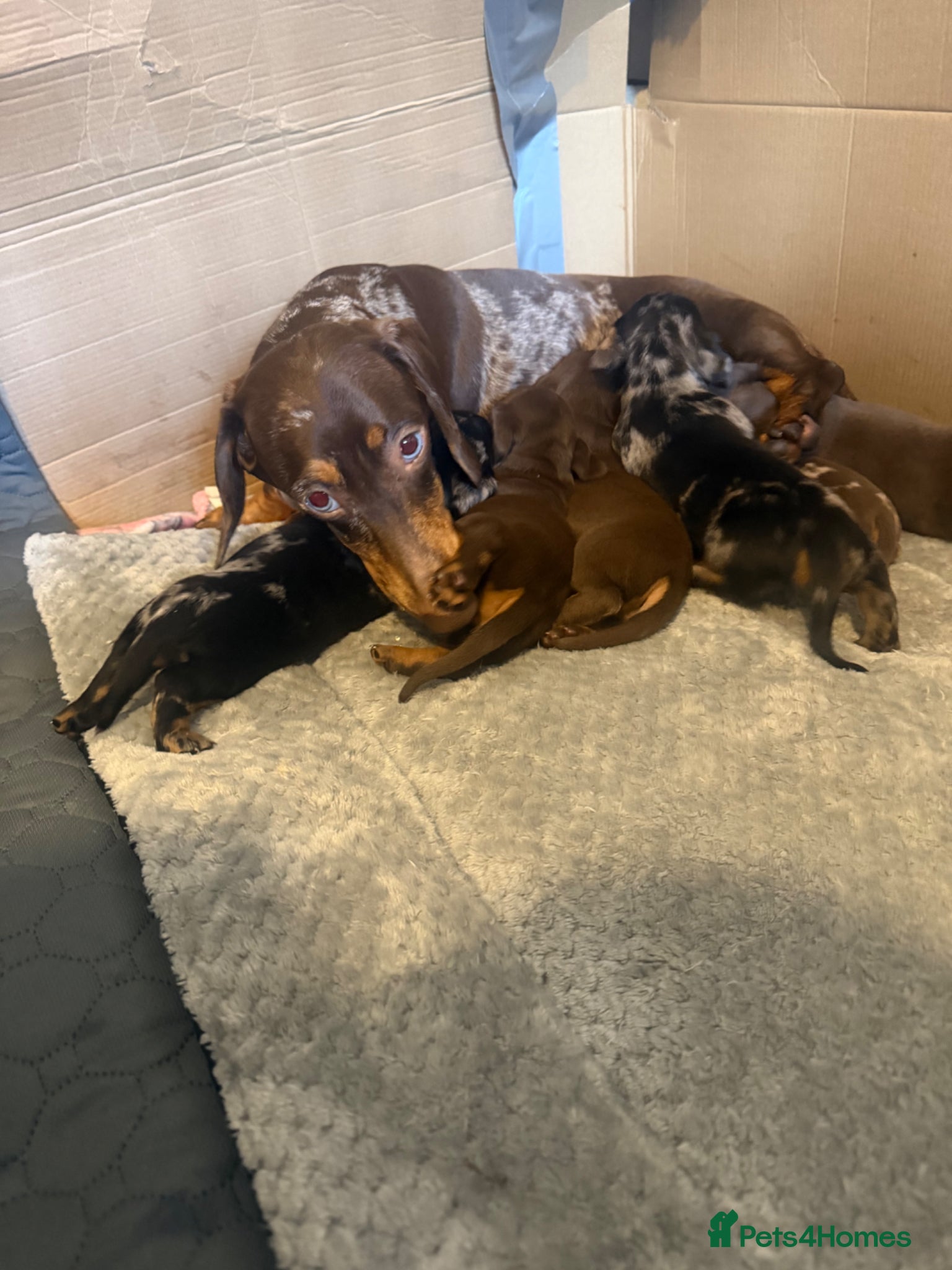 Miniature Dachshund dogs Miniature dachshund  - Advert 1