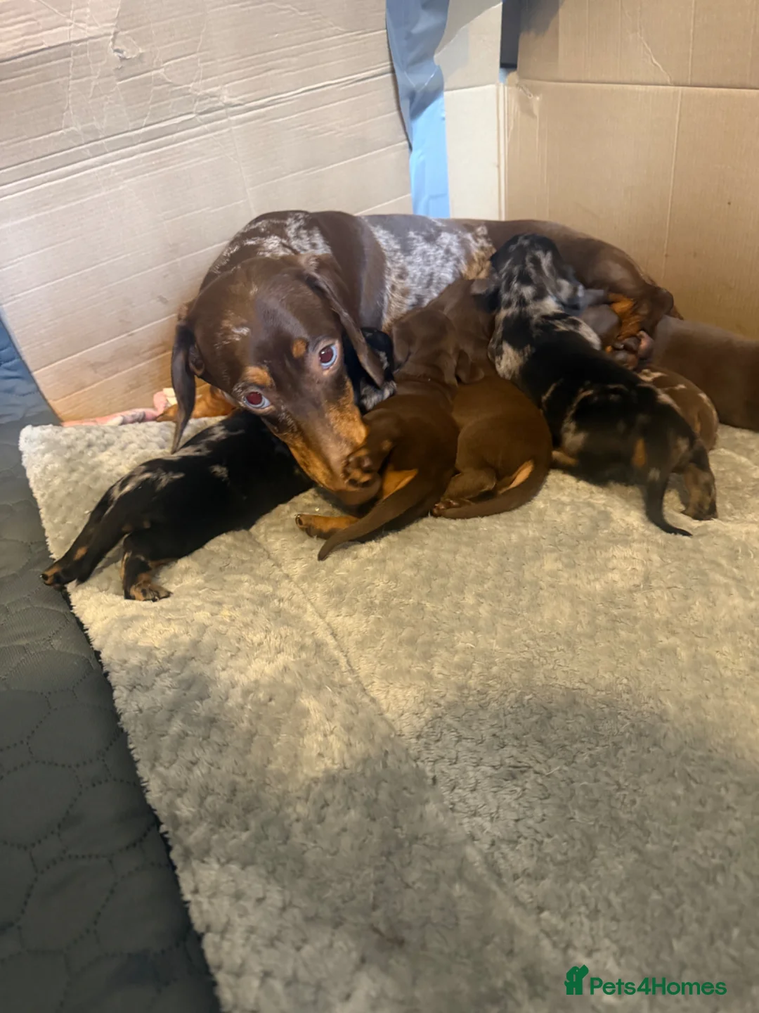 Miniature Dachshund dogs for sale: Miniature dachshund  - Advert 1