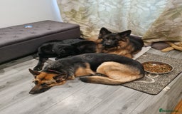 German Shepherd dogs for sale: German shepherd pedigree puppies- four weeks old. - Image 4