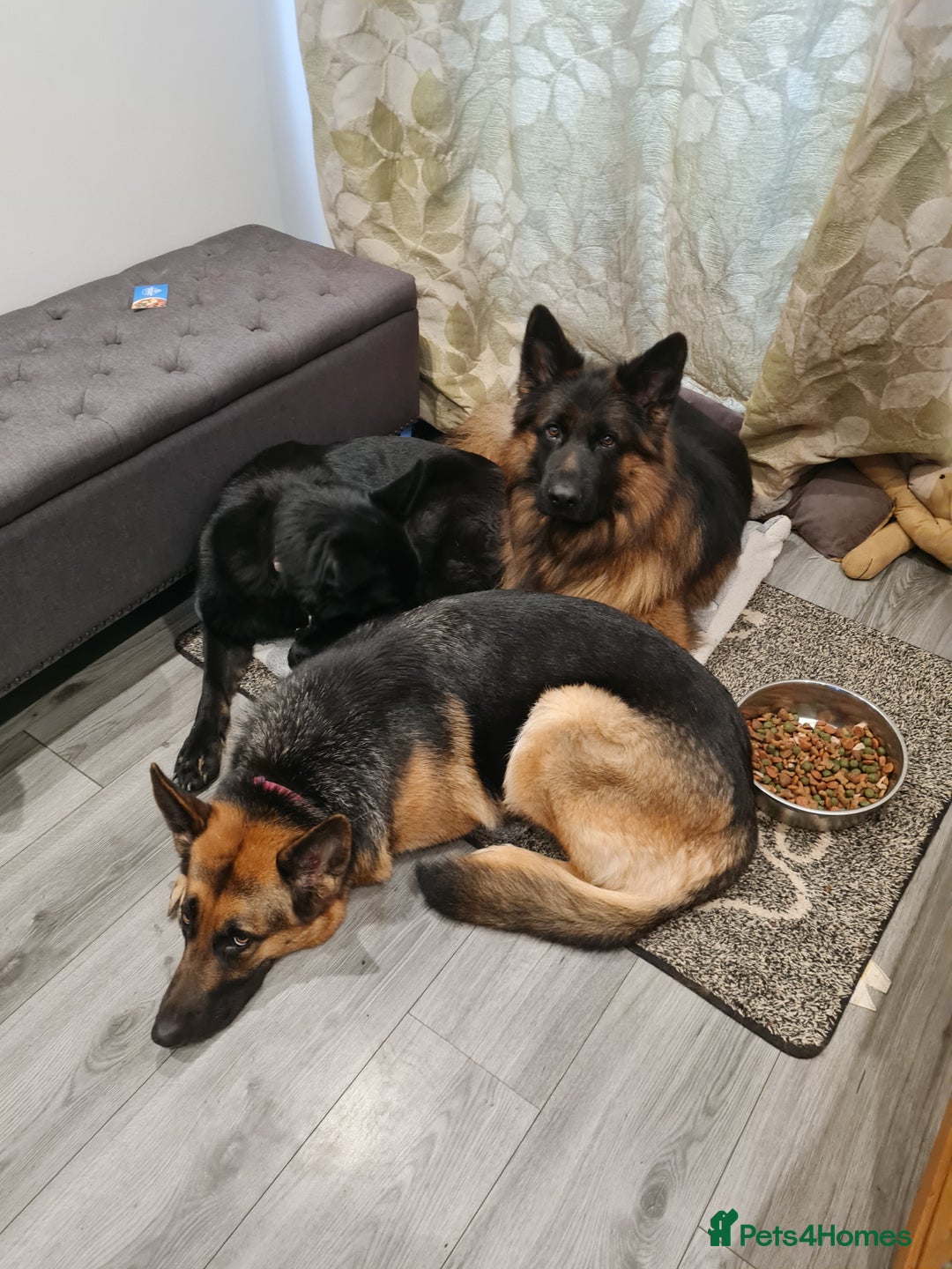 German Shepherd dogs for sale: German shepherd pedigree puppies- four weeks old. - Image 4