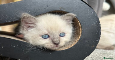 Ragdoll cats - Advert 15