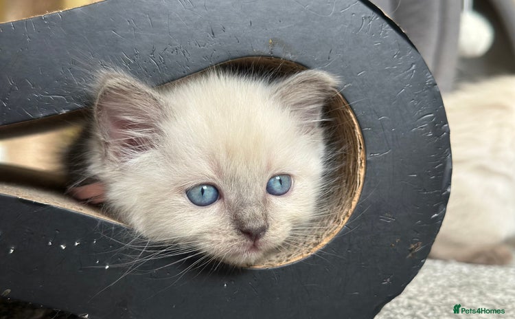 Ragdoll cats - Advert 14