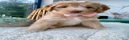 Australian Labradoodle dogs for sale: Beautiful, Heath Tested Australian Labradoodles - Advert 5