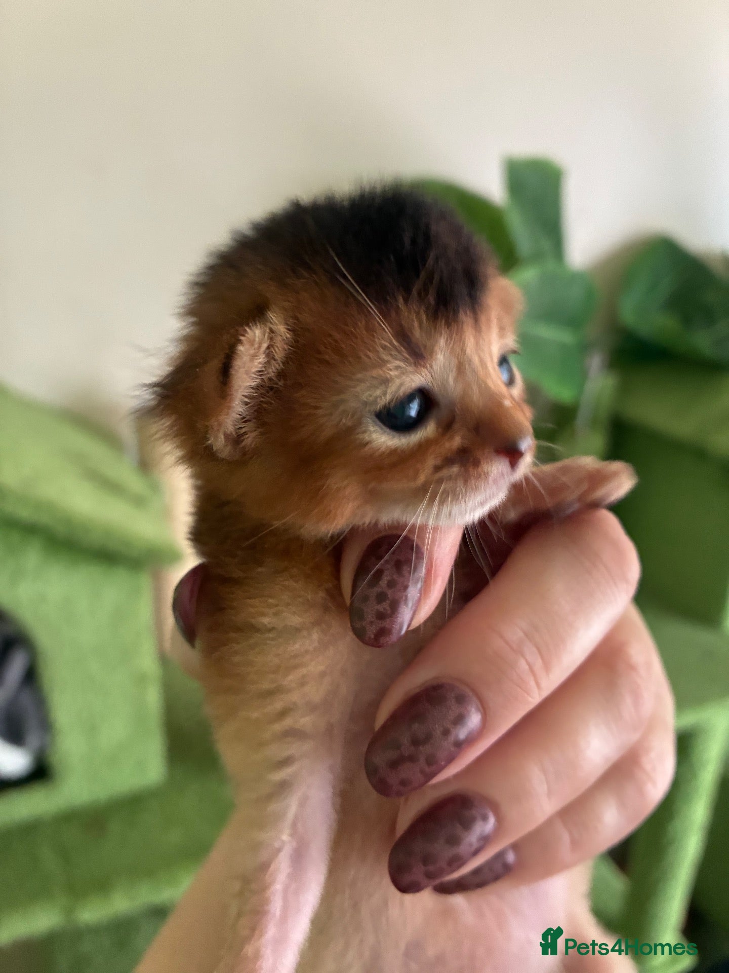 Abyssinian cats TICA 5* Pedigree Abyssinians  - Advert 2
