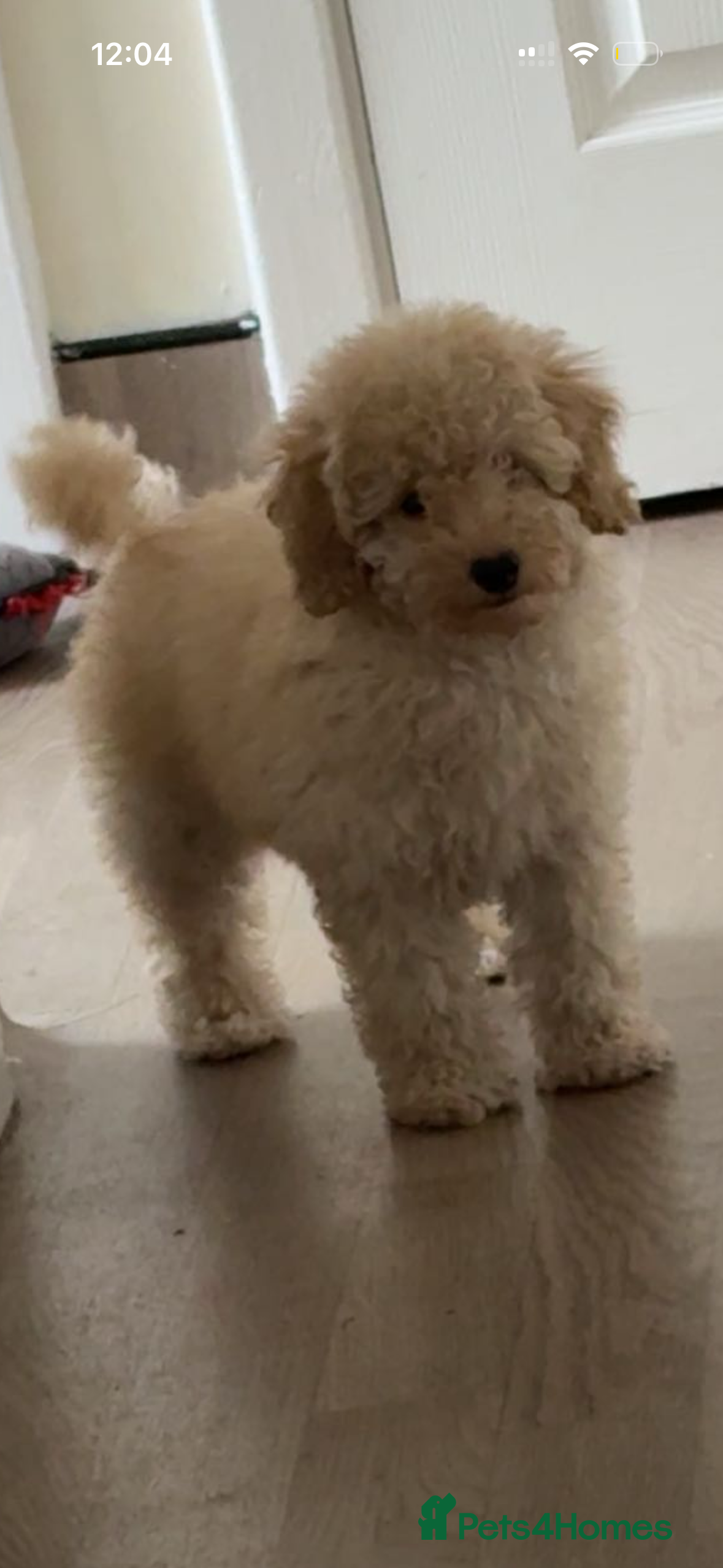 Poochon dogs Poochon puppies  - Advert 14