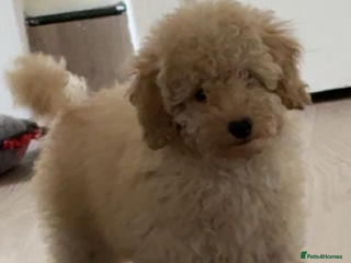 Poochon dogs Poochon puppies - Advert 1