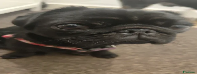 Bonnie