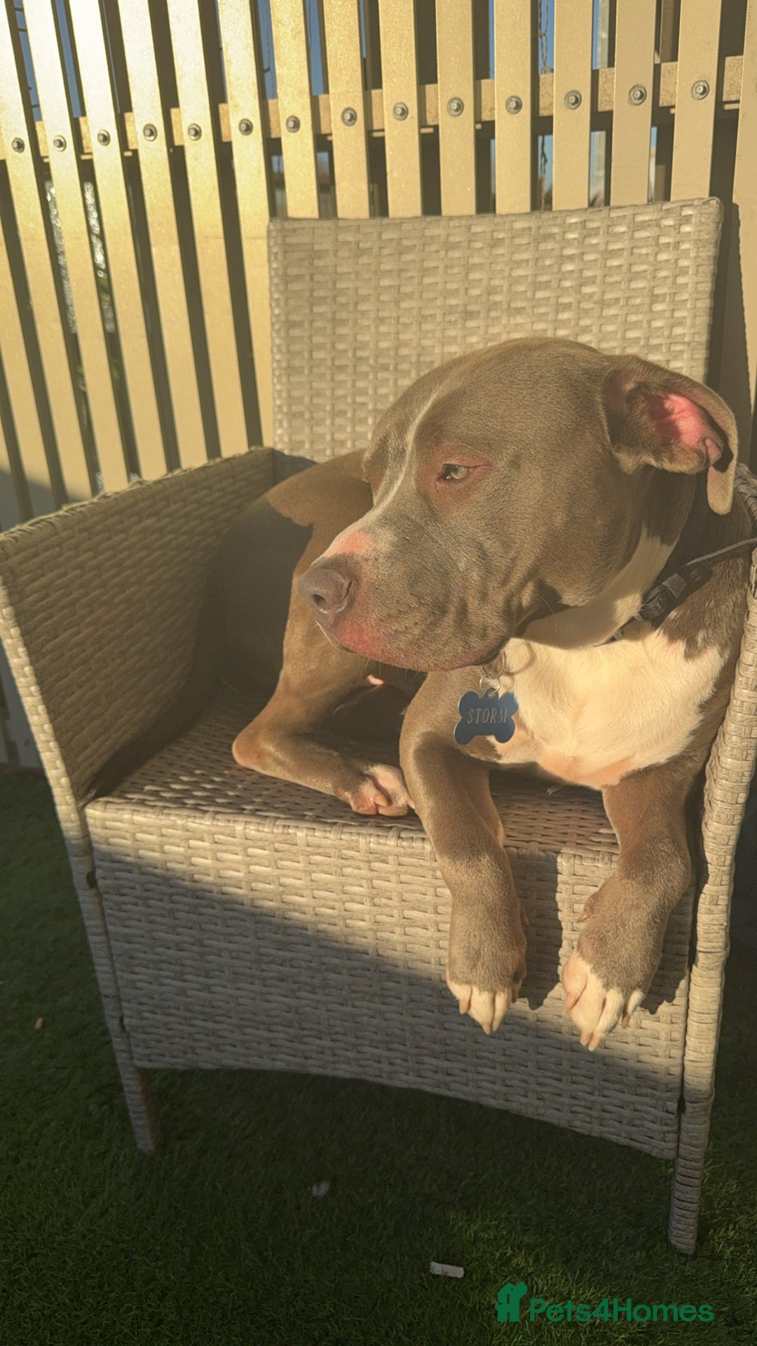 Mixed Breed dogs for sale: Loving home for Storm - Image 6