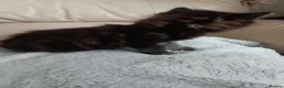 Mixed Breed cats for sale: Beautiful fluffy kittens - Advert 9