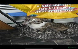 Mixed Breed dogs for sale: 4 year old Male Lurcher cross Collie Greyhound - Image 1