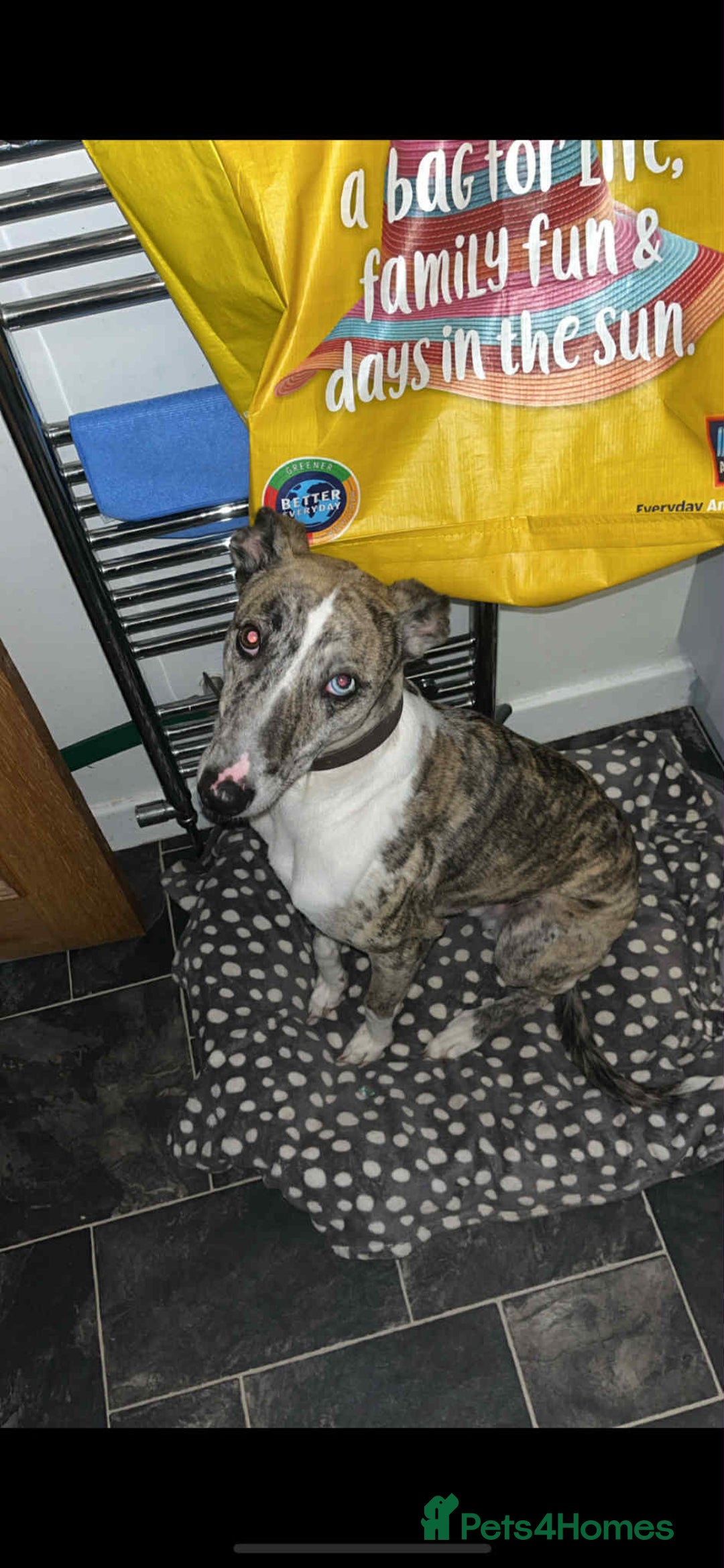 Mixed Breed dogs for sale: 4 year old Male Lurcher cross Collie Greyhound - Image 1