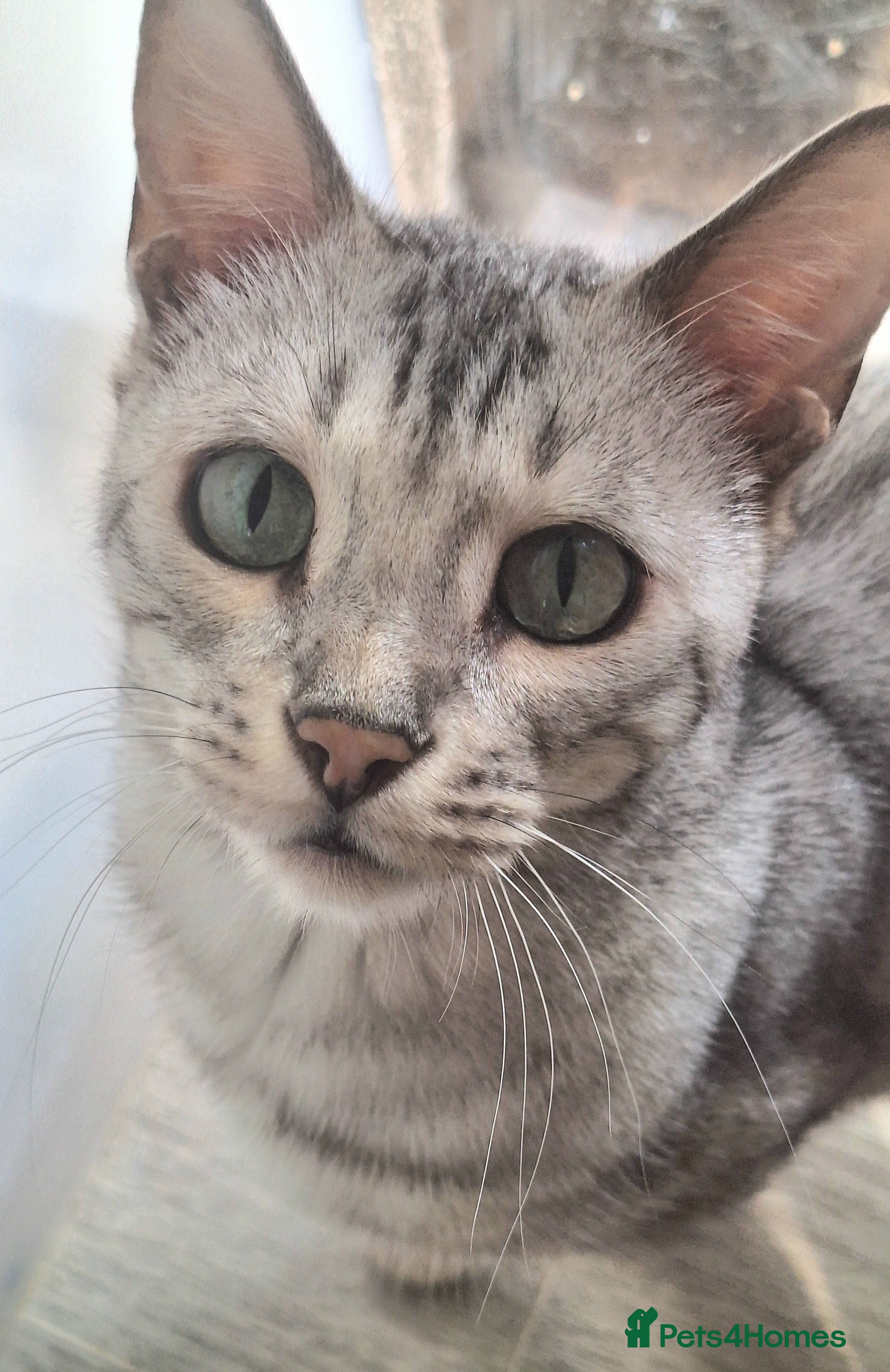 Bengal cats REDUCED PURE SBT Tica Silver Bengal Nova female - Advert 4