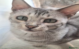 Bengal cats for sale: SBT Tica Female Silver Bengal Nova - Advert 1