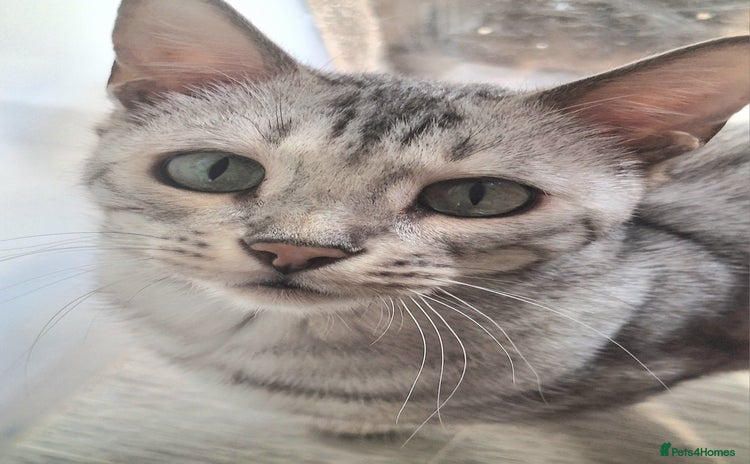 Bengal cats - Advert 6