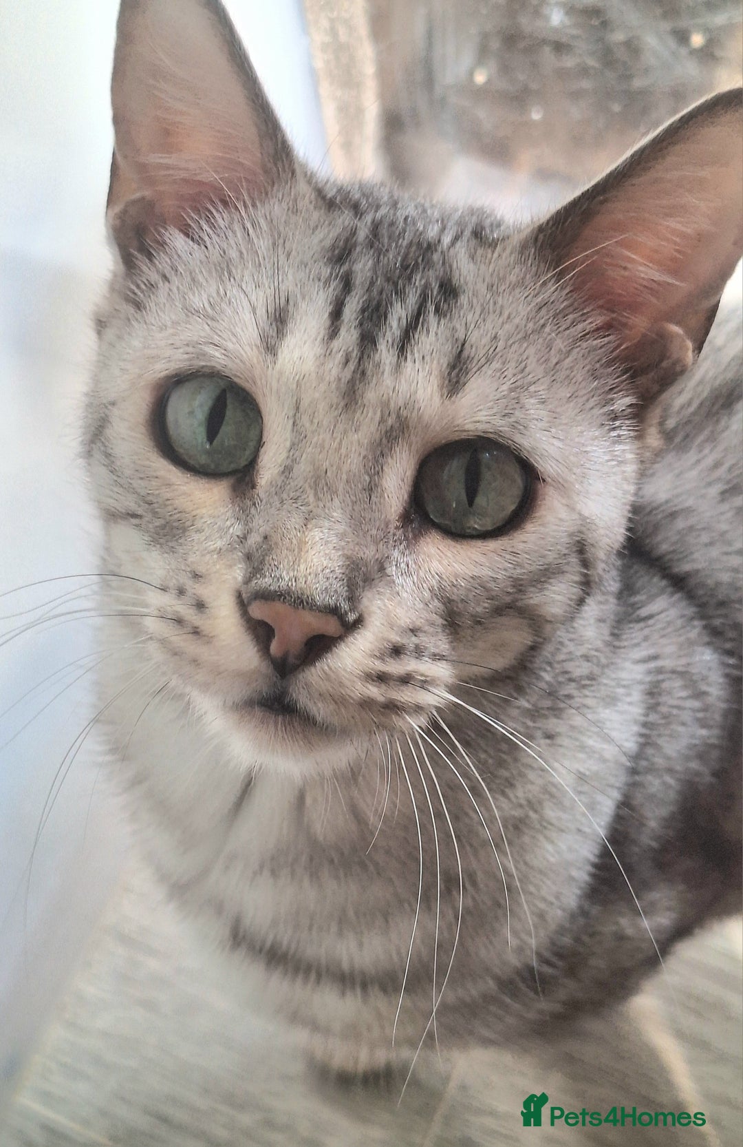 Bengal cats for sale: SBT Tica Female Silver Bengal Nova - Advert 1