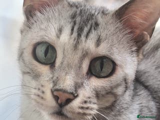 Bengal cats REDUCED PURE SBT Tica Silver Bengal Nova female - Advert 15