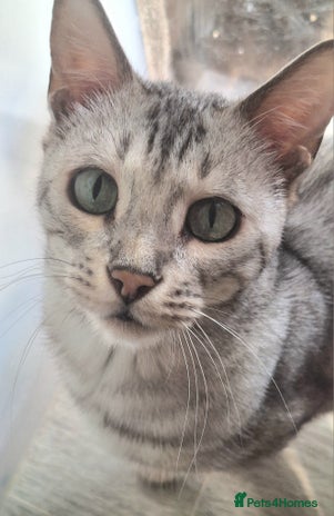 Bengal cats - Advert 1