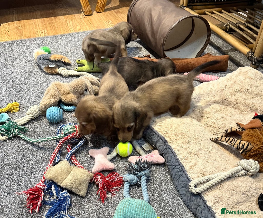 Miniature Dachshund dogs for sale: Gorgeous shaded cream pups - Image 29