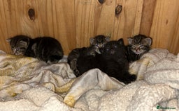 Domestic Shorthair cats for sale: 4 beautiful kittens - Image 4