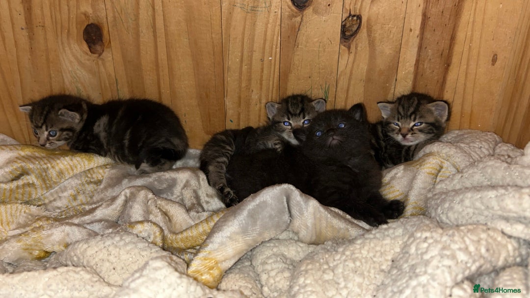 Domestic Shorthair cats for sale: 4 beautiful kittens - Image 4