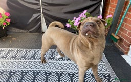 Shar Pei dogs for sale: Shar pei girl - Image 4