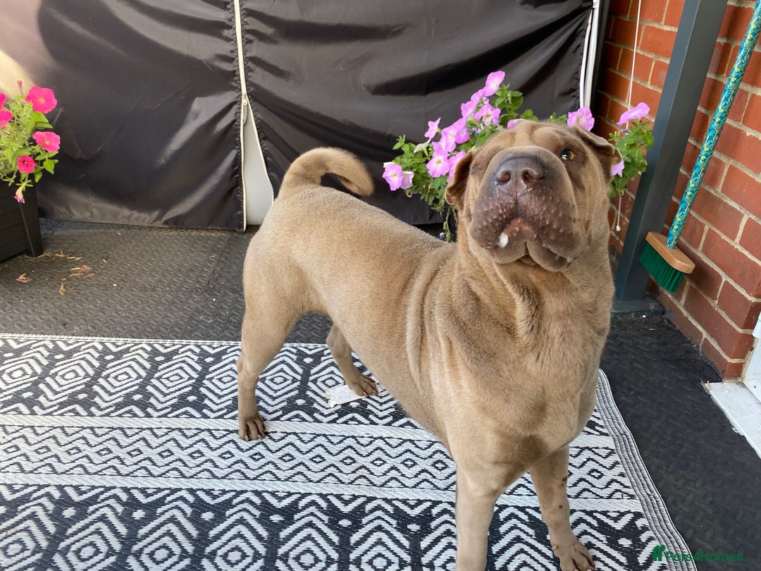 Shar Pei dogs for sale: Shar pei girl - Image 4