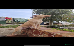 Mixed Breed dogs for sale: sharpei cross staffy puppy  - Image 3