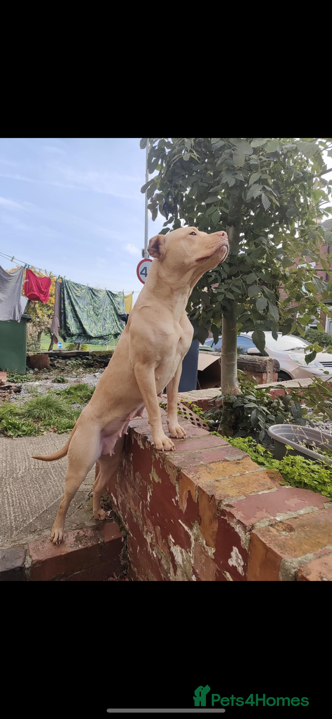 Mixed Breed dogs for sale: sharpei cross staffy puppy  - Image 3