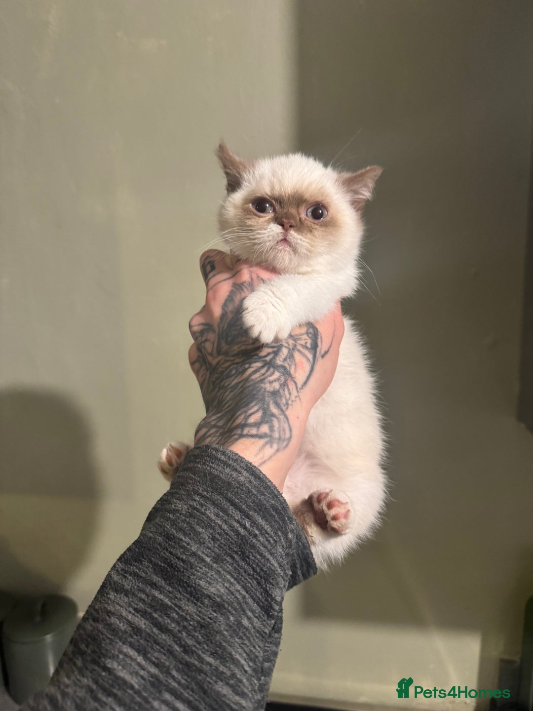 British Shorthair cats for sale: Cinnamon bi colour colourpoint  - Advert 10