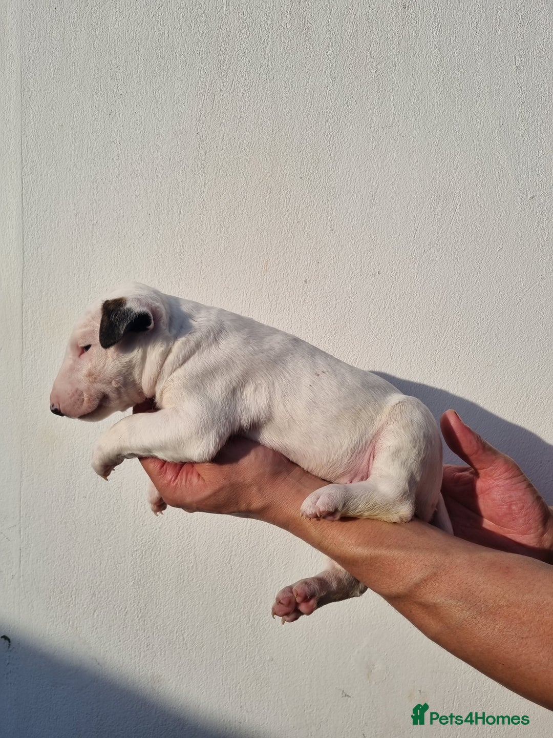 English Bull Terrier dogs for sale: Beautiful k.c reg bully pups  - Image 8