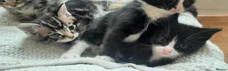 European cats for sale: 5 kittens - Advert 20