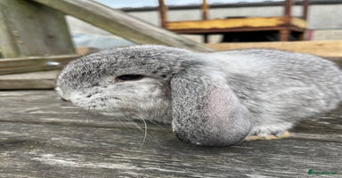 French Lop rabbits - Advert 2