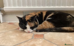 Mixed Breed cats for sale: Looking for forever Home - Image 3