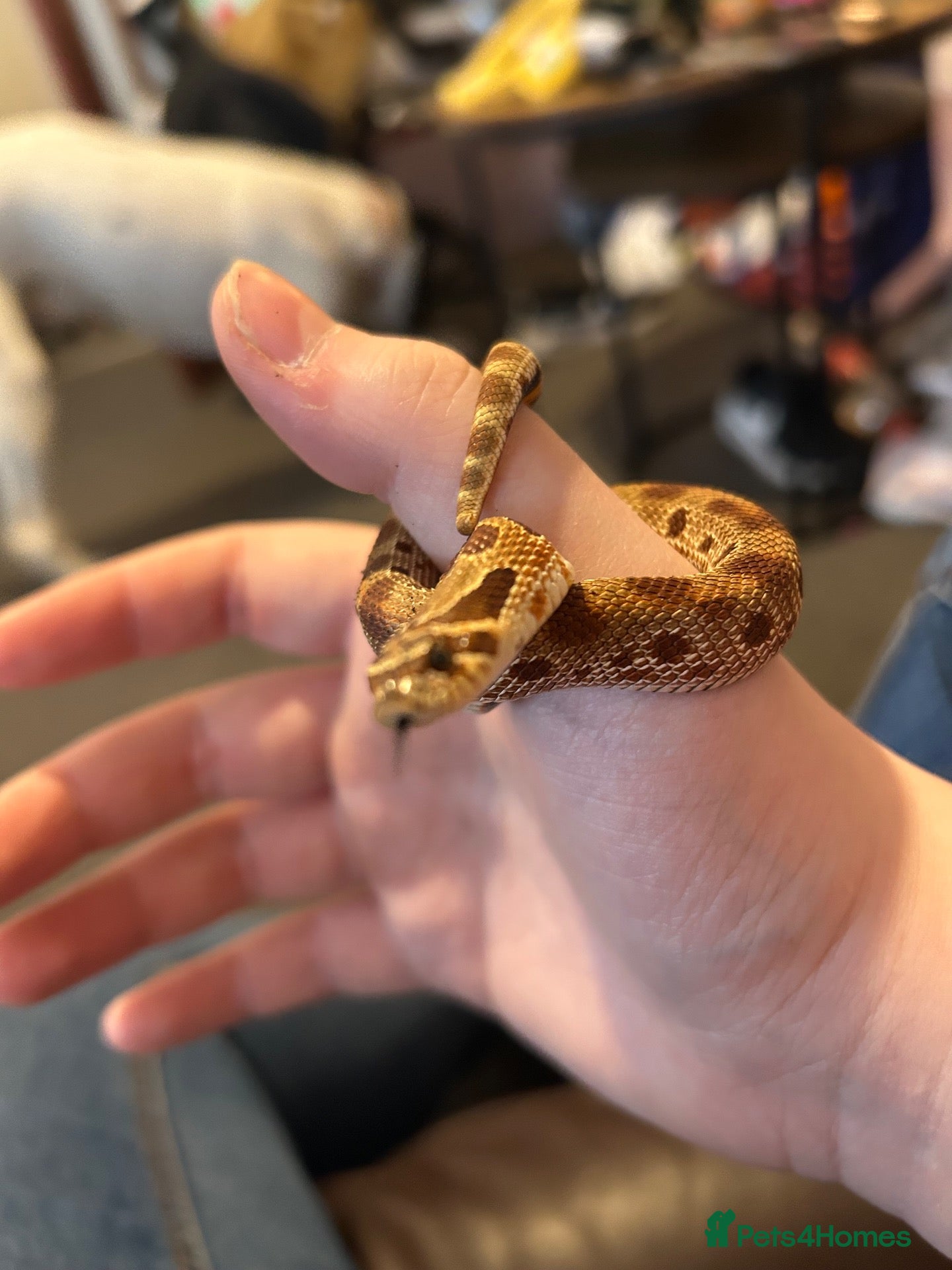 Corn Snake reptiles Western hognose with full setup and a corn snake. - Advert 1