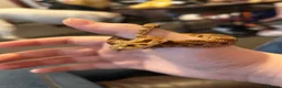 Corn Snake reptiles for sale: Western hognose with full setup and a corn snake. in Hamilton - Advert 1