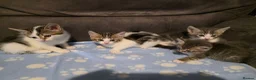 Mixed Breed cats for sale: Kittens  - Advert 4