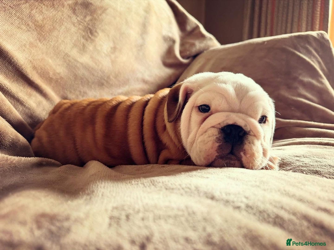 English Bulldog dogs for sale: Quality Ruakuri British standard bulldog - Image 4