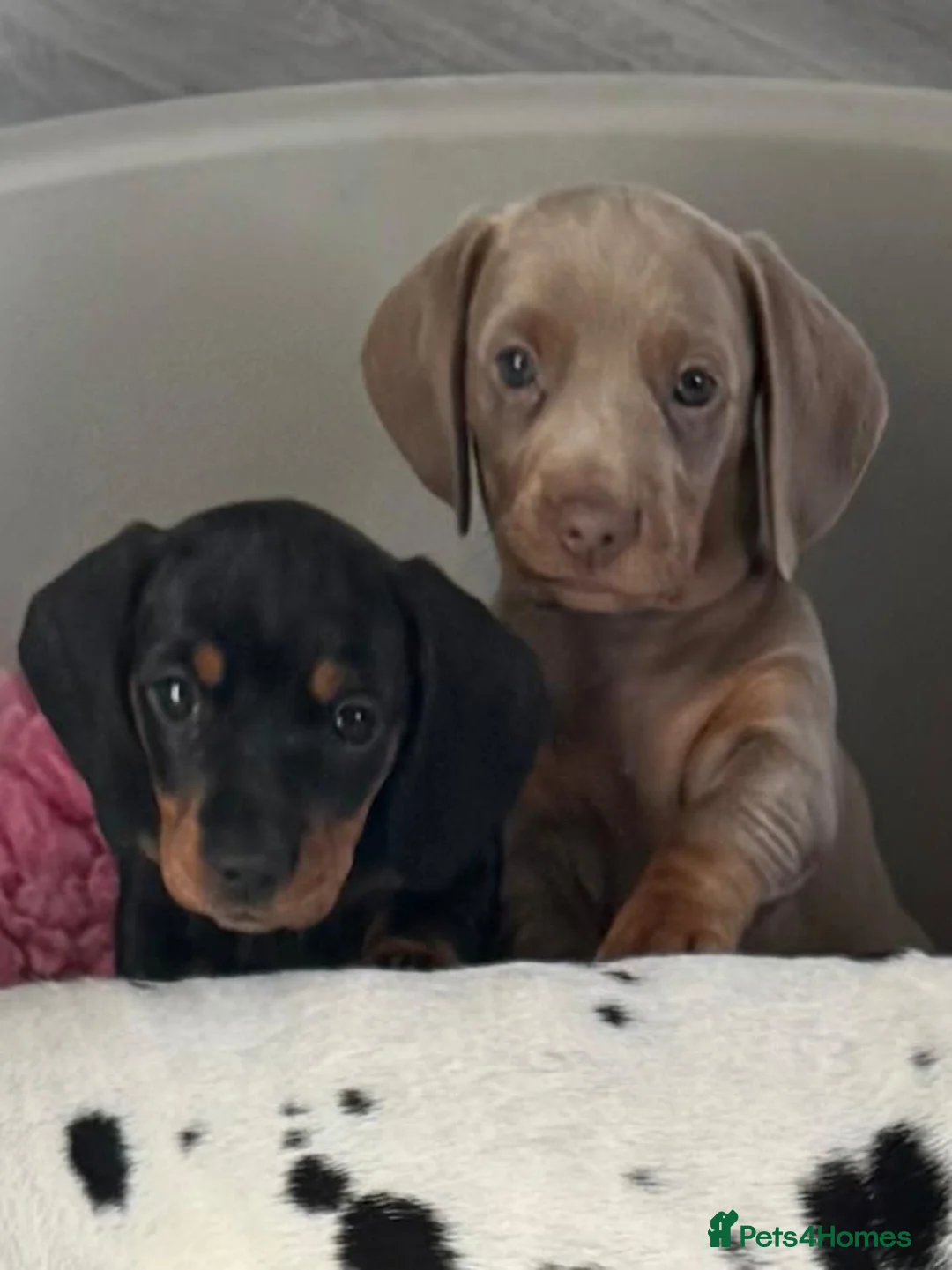 Miniature Dachshund dogs for stud: For stud my boy Dinky  in Alfreton - Advert 30